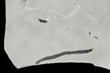 Ediacaran Aged Fossil Worms (Sabellidites) - Estonia #73529-4